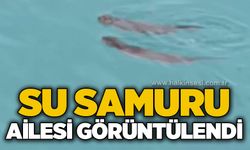 Su samuru ailesi görüntülendi