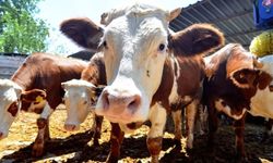 Kurban Bağışında Şeffaflık ve Belgelendirme Talebi Artıyor