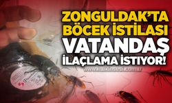 Zonguldak’ta böcek istilası: Vatandaş ilaçlama istiyor!