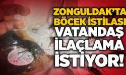 Zonguldak’ta böcek istilası: Vatandaş ilaçlama istiyor!