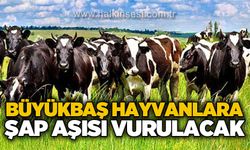 Büyükbaş hayvanlara şap aşısı vurulacak