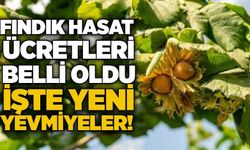 Fındık hasat ücretleri belli oldu: İşte yeni yevmiyeler!