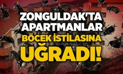 Zonguldak'ta apartmanlar böcek istilasına uğradı!