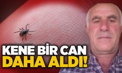 kene bir can daha aldı!