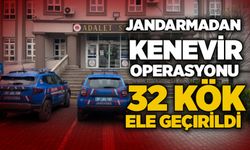 Jandarmadan kenevir operasyonu: 32 kök ele geçirildi