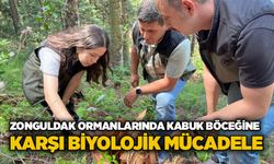 Zonguldak Ormanlarında kabuk böceğine karşı biyolojik mücadele
