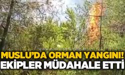 Muslu'da orman yangını: Ekipler anında müdahale etti