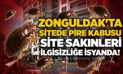 Zonguldak'ta sitede pire kabusu: Site sakinleri ilgisizliğe isyanda!
