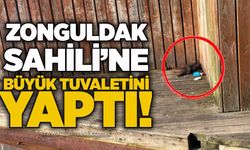Zonguldak Sahili’ne büyük tuvaletini yaptı!