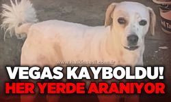 Vegas kayboldu: Her yerde aranıyor!