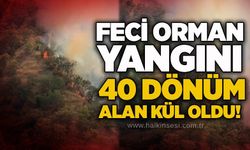 Feci orman yangını: 40 dönüm alan kül oldu!
