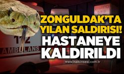 Zonguldak'ta yılan saldırısı: Hastaneye kaldırıldı
