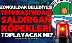 Zonguldak Belediyesi Tepebaşı Mahallesi'ndeki saldırgan köpekleri toplayacak mı?
