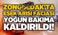 Zonguldak'ta eşek arısı faciası: Yoğun bakıma kaldırıldı