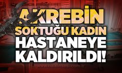 Akrebin soktuğu kadın hastanelik oldu
