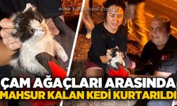Çam ağaçları arasında mahsur kalan yavru kedi kurtarıldı