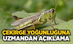 Çekirge yoğunluğuna uzmandan açıklama