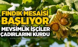 Fındık mesaisi başlıyor: Mevsimlik işçiler çadırlarını kurdu