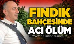 Fındık bahçesinde acı ölüm: Cemil Denizci hayatını kaybetti