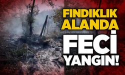 Fındıklık alanda feci yangın!