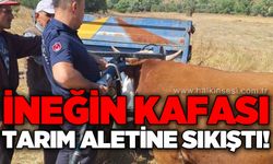 İneğin kafası tarım aletine sıkıştı