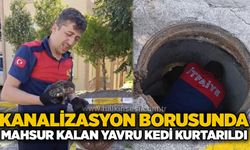 Kanalizasyon borusunda mahsur kalan yavru kedi kurtarıldı