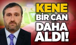 Kene bir can daha aldı!