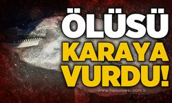 Ölü yunus balığı sahile vurdu!