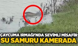Çaycuma Irmağı'nda sevimli misafir: Su samuru kamerada