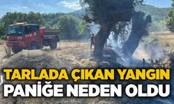 Tarlada çıkan yangın paniğe neden oldu