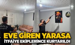 Eve giren yarasa itfaiye ekiplerince kurtarıldı
