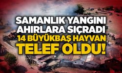 Samanlık yangını ahırlara sıçradı: 14 büyükbaş hayvan telef oldu!