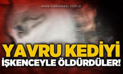 Yavru kediyi işkence ederek öldürdüler!