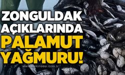 Zonguldak açıklarında palamut bereketi: Balıkçıların ağları doldu