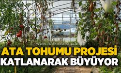 Ata tohumu projesi katlanarak büyüyor