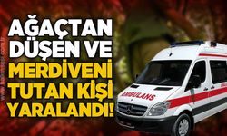 Ağaçtan düşen kişi ile merdiveni tutan kişi yaralandı