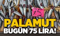Zonguldak’ta palamut tezgahlarda yerini aldı: Fiyatı 75 TL’den başlıyor