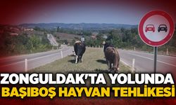 Zonguldak'ta yolunda başıboş hayvan tehlikesi