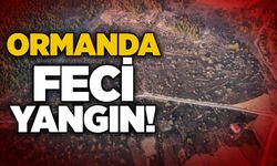 Ormanda feci yangın!