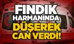Fındık harmanında düşerek can verdi!
