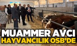 Muammer Avcı Hayvancılık OSB'de incelemelerde bulundu