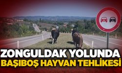 Zonguldak yolunda başıboş hayvan tehlikesi