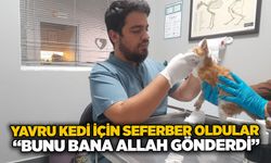 Yavru kedi için seferber oldular: “Bunu bana allah gönderdi”