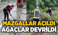 Mazgallar açıldı, ağaçlar devrildi