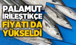 Palamut irileştikçe fiyatı da yükseldi!