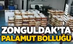 Zonguldak’ta palamut bolluğu