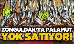 Zonguldak’ta palamut bolluğu:  100 TL’den satışta