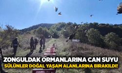 Zonguldak ormanlarına can suyu: Sülünler doğal yaşam alanlarına bırakıldı!
