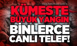 Kümeste yangın: Bin 800 hindi telef oldu