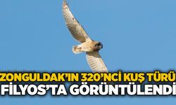 Zonguldak’ın 320’nci kuş türü Filyos’ta görüntülendi